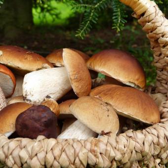 7 Benefits of Taking Medicinal Mushrooms