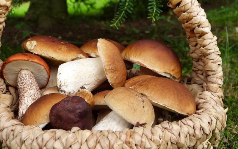 7 Benefits of Taking Medicinal Mushrooms